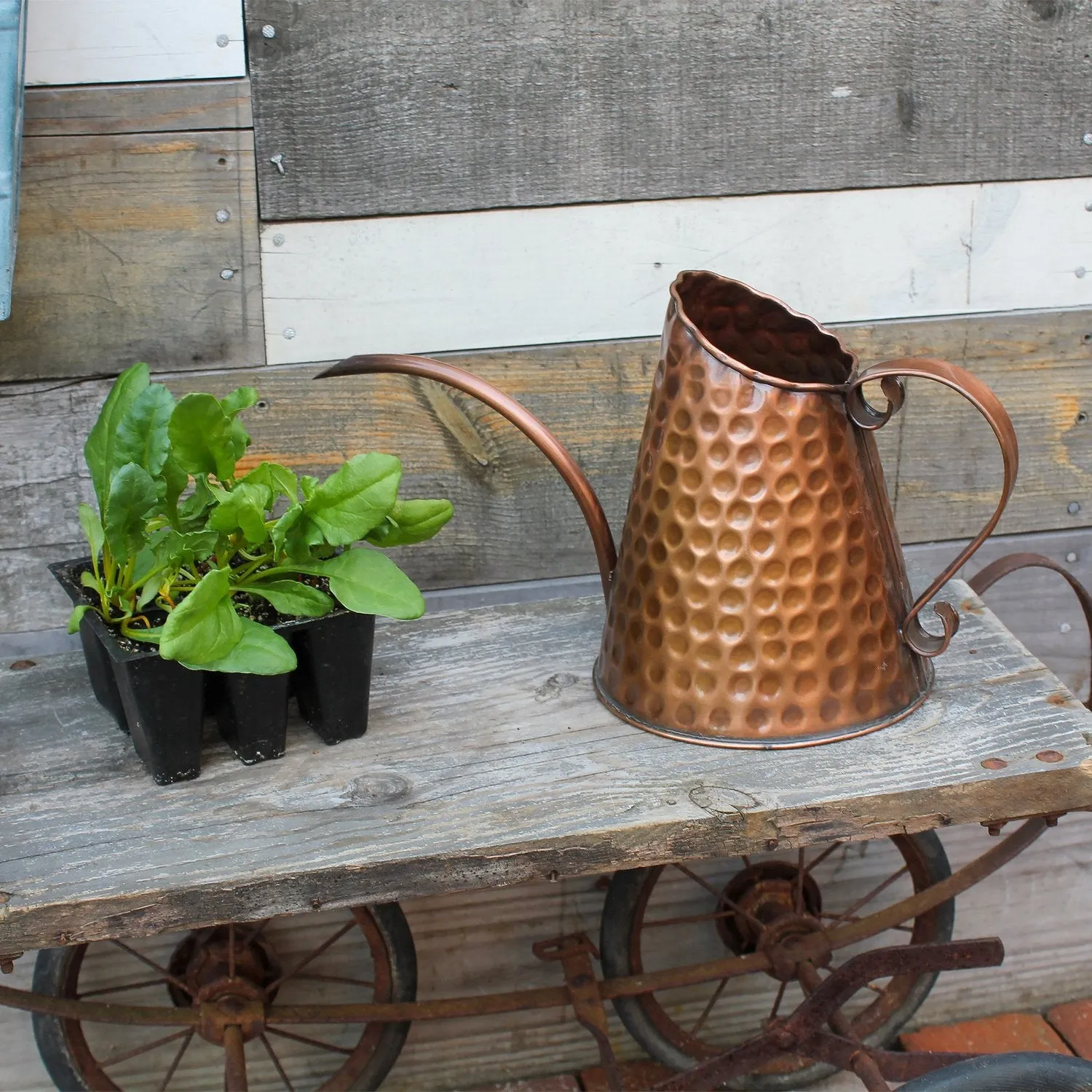 Copper Watering Can - Achla Designs